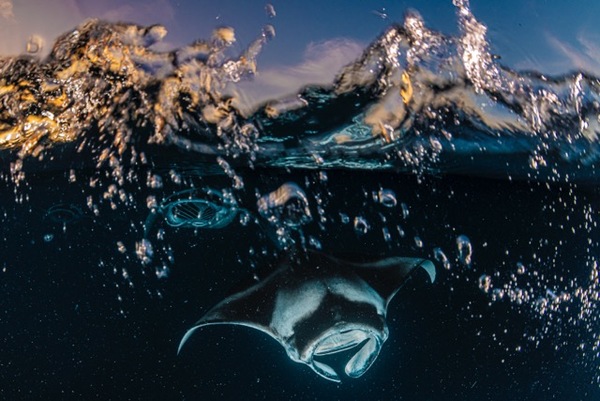 Manta Sunset Wave
