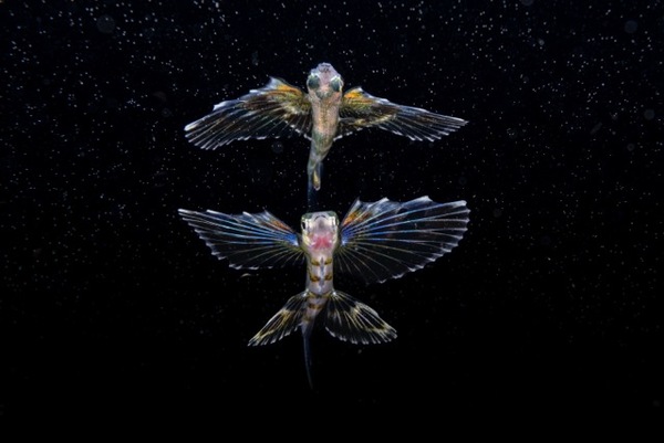 Swimming among Stars