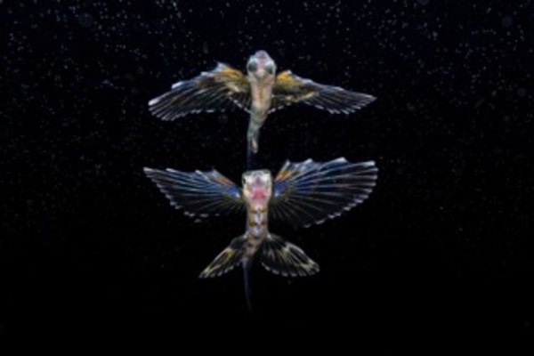 Swimming among Stars