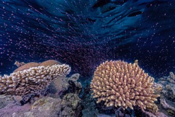 Underwater Fireworks