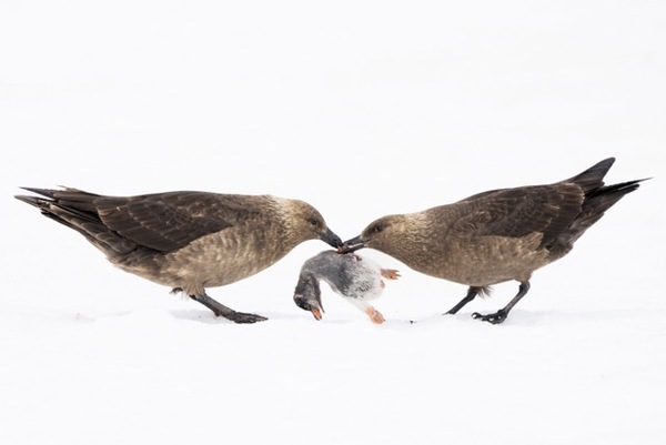 Penguin feast